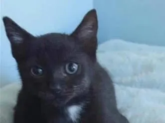 Gato raça SRD-ViraLata idade 2 a 6 meses nome Jhony