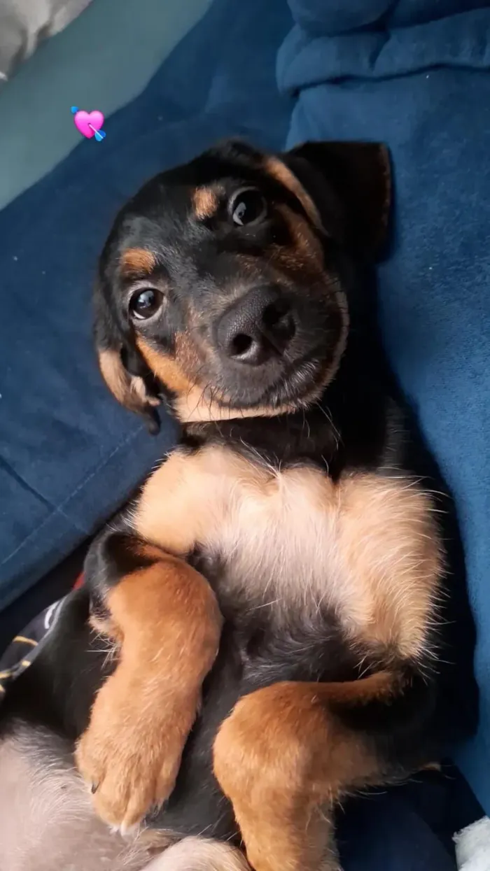 Cachorro raça SRD-ViraLata idade 2 a 6 meses nome Muffin