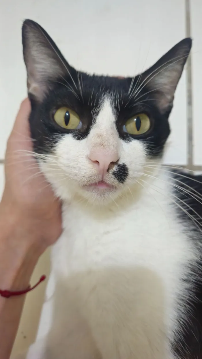 Gato raça SRD-ViraLata idade 2 anos nome Mônica