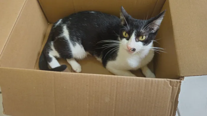 Gato raça SRD-ViraLata idade 2 anos nome Mônica