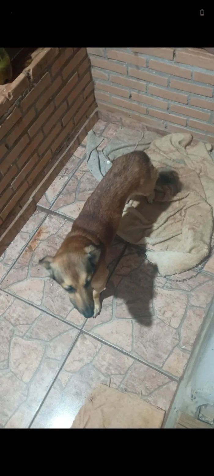 Cachorro raça Shnauzer idade 4 anos nome Thiago Henrique