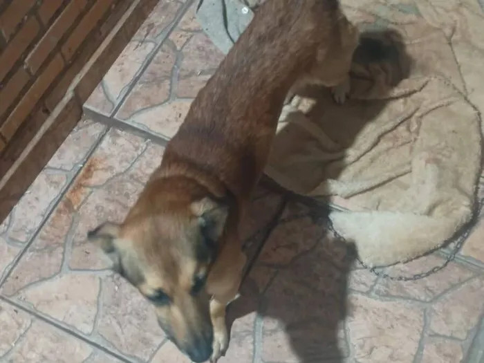 Cachorro raça Shnauzer idade 4 anos nome Thiago Henrique