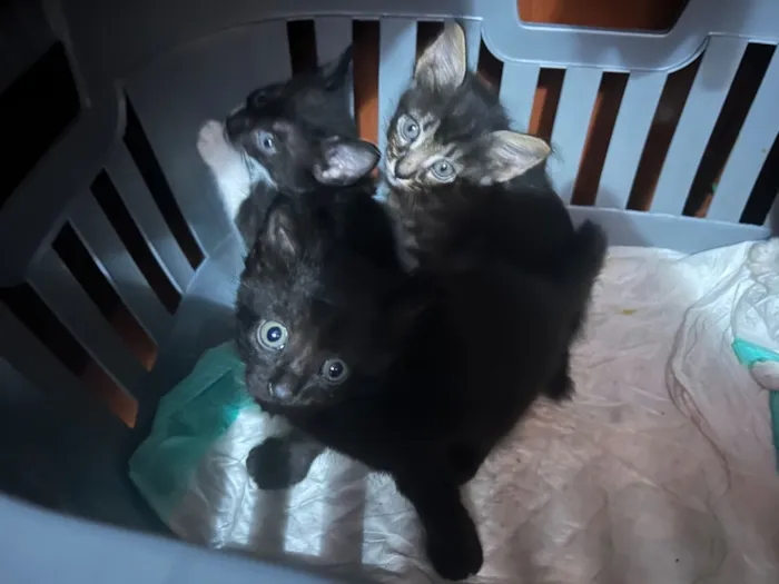 Gato raça SRD-ViraLata idade Abaixo de 2 meses nome Rajadinhos 