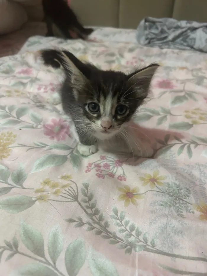 Gato raça SRD-ViraLata idade Abaixo de 2 meses nome Rajadinhos 