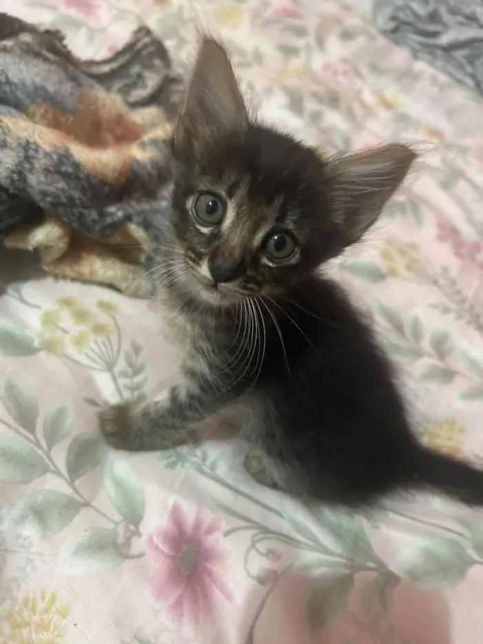 Gato raça SRD-ViraLata idade Abaixo de 2 meses nome Fofinhos 