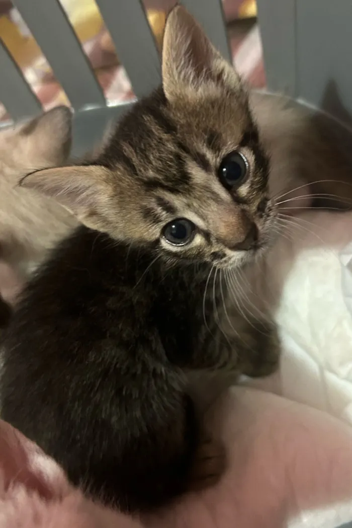 Gato raça SRD-ViraLata idade Abaixo de 2 meses nome Fofinhos 