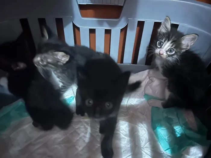 Gato raça SRD-ViraLata idade Abaixo de 2 meses nome Fofinhos 