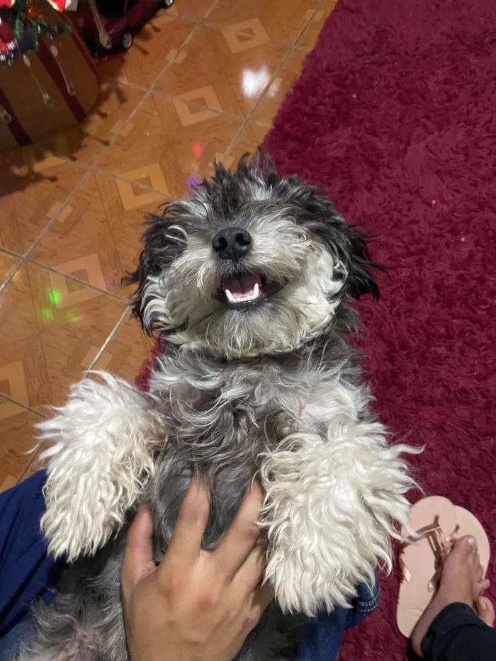 Cachorro raça Shitzu idade 2 anos nome Lyanco