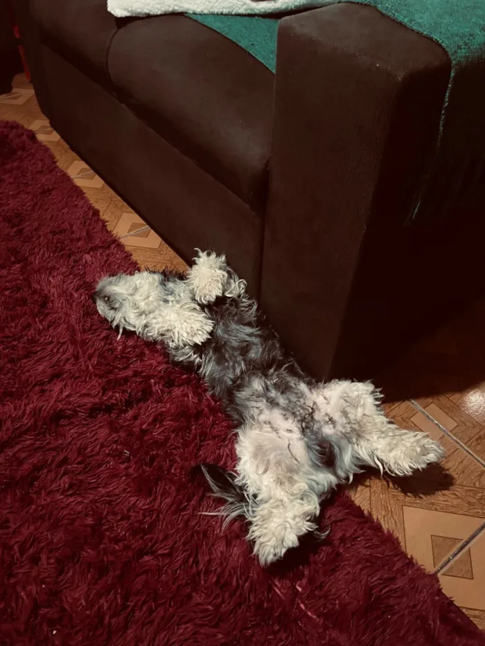 Cachorro raça Shitzu idade 2 anos nome Lyanco