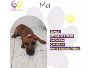 Cachorro raça SRD-ViraLata idade 2 a 6 meses nome Mel