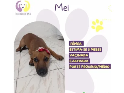 Cachorro raça SRD-ViraLata idade 2 a 6 meses nome Mel