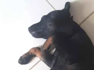 Cachorro raça SRD-ViraLata idade 2 a 6 meses nome Lilo