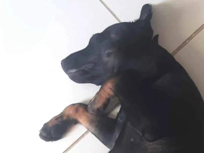 Cachorro raça SRD-ViraLata idade 2 a 6 meses nome Lilo