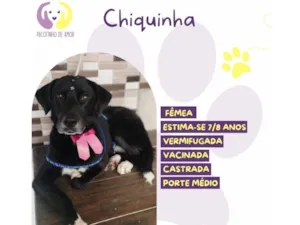 Cachorro raça SRD-ViraLata idade 6 ou mais anos nome Chiquinho 