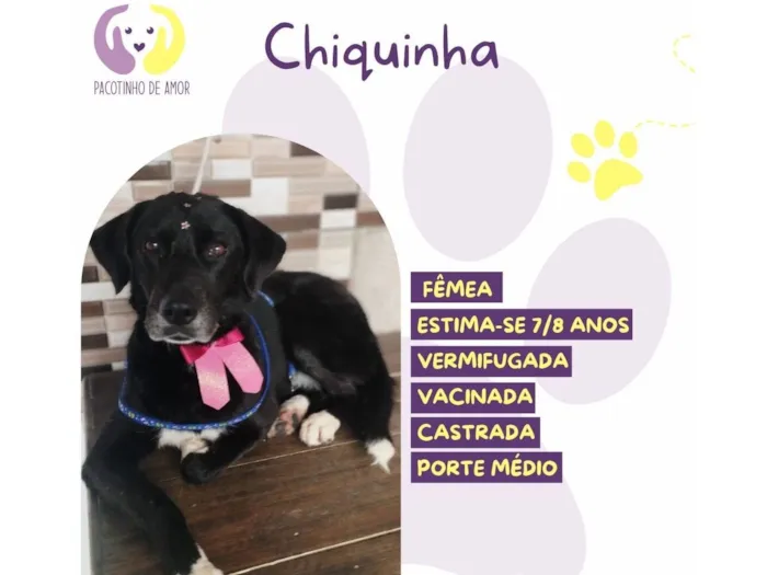 Cachorro raça SRD-ViraLata idade 6 ou mais anos nome Chiquinho 