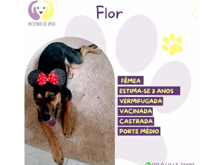 Cachorro raça SRD-ViraLata idade 3 anos nome Flor 
