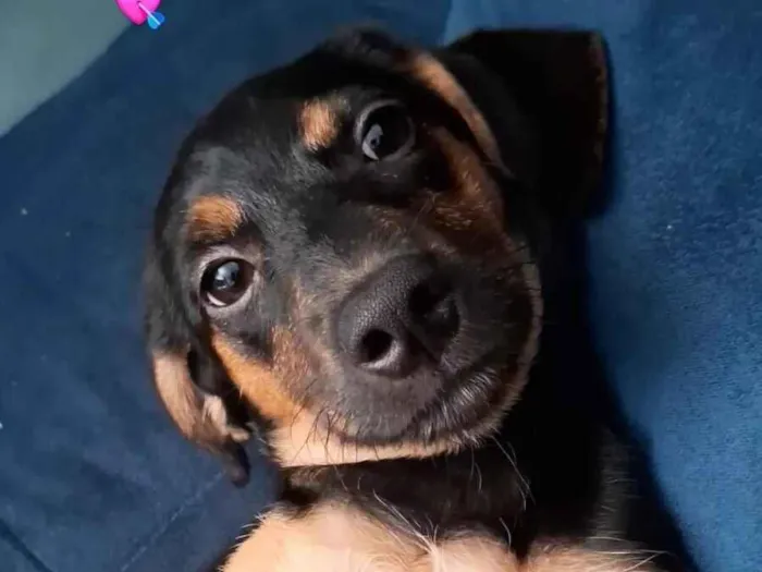 Cachorro raça SRD-ViraLata idade 2 a 6 meses nome Muffin