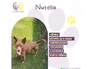 Cachorro raça SRD-ViraLata idade 3 anos nome Nutella 