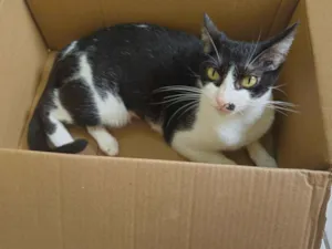 Gato raça SRD-ViraLata idade 2 anos nome Mônica