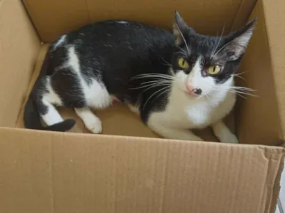 Gato raça SRD-ViraLata idade 2 anos nome Mônica