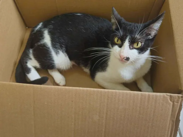 Gato raça SRD-ViraLata idade 2 anos nome Mônica