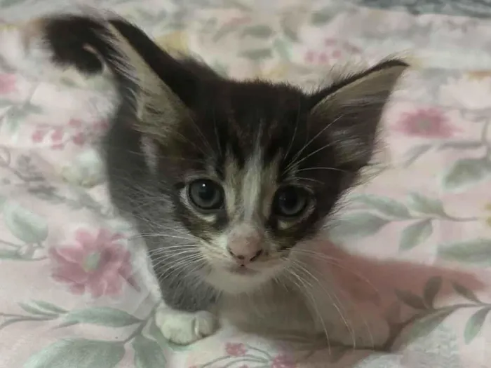 Gato raça SRD-ViraLata idade Abaixo de 2 meses nome Rajadinhos 