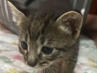 Gato raça SRD-ViraLata idade Abaixo de 2 meses nome Fofinhos 
