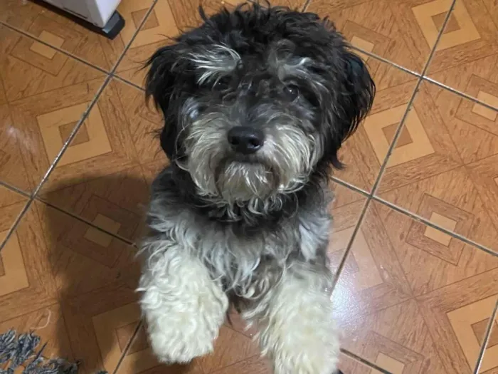 Cachorro raça Shitzu idade 2 anos nome Lyanco