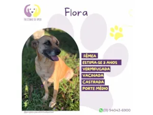 Cachorro raça SRD-ViraLata idade 3 anos nome Flora