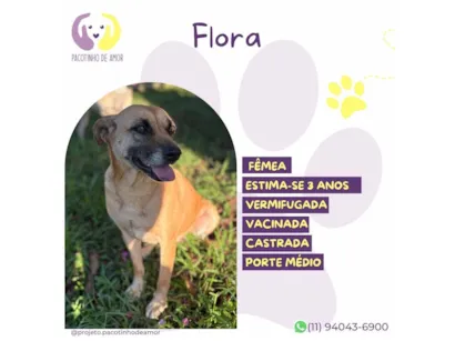Cachorro raça SRD-ViraLata idade 3 anos nome Flora