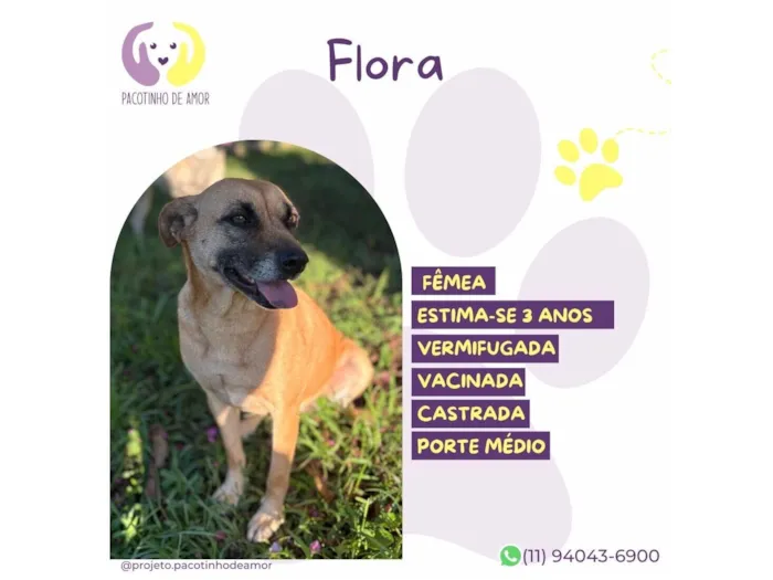 Cachorro raça SRD-ViraLata idade 3 anos nome Flora