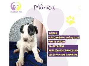Cachorro raça SRD-ViraLata idade 2 a 6 meses nome Mônica