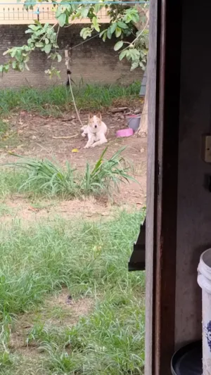 Cachorro raça SRD-ViraLata idade 6 ou mais anos nome gringa 