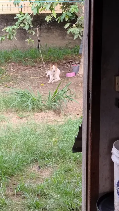 Cachorro raça SRD-ViraLata idade 6 ou mais anos nome gringa 