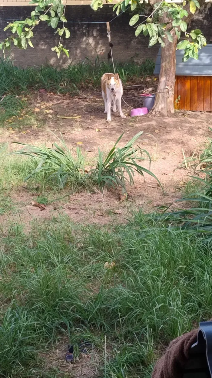 Cachorro raça SRD-ViraLata idade 6 ou mais anos nome gringa 