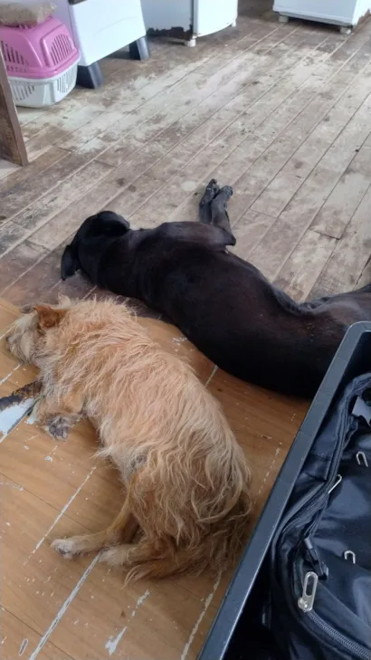 Cachorro raça SRD-ViraLata idade 5 anos nome negão 