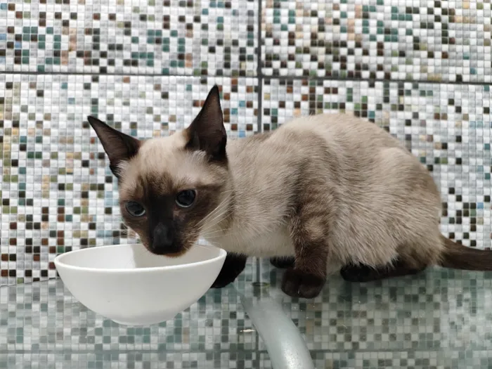 Gato raça SRD-ViraLata idade 2 a 6 meses nome Halo