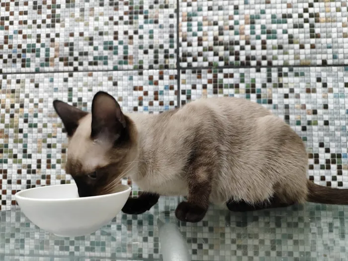 Gato raça SRD-ViraLata idade 2 a 6 meses nome Halo