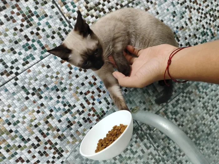 Gato raça SRD-ViraLata idade 2 a 6 meses nome Halo