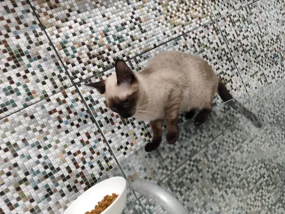 Gato raça SRD-ViraLata idade 2 a 6 meses nome Halo