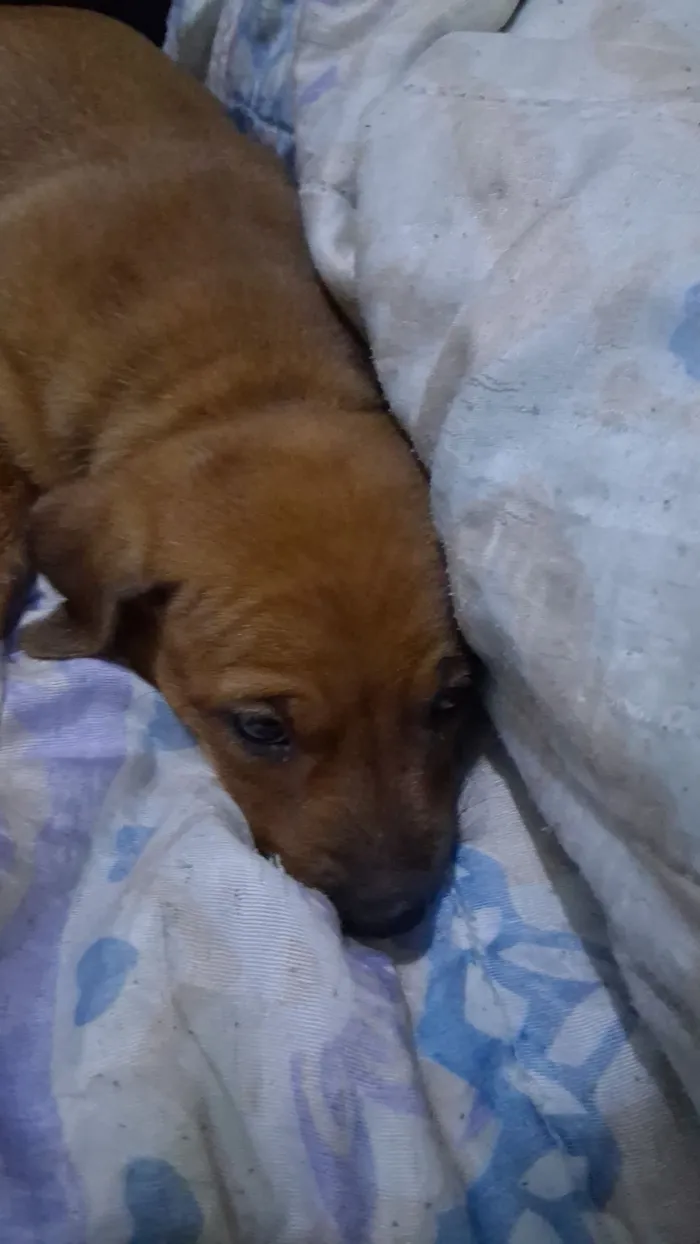 Cachorro raça SRD-ViraLata idade Abaixo de 2 meses nome ainda não tem nome