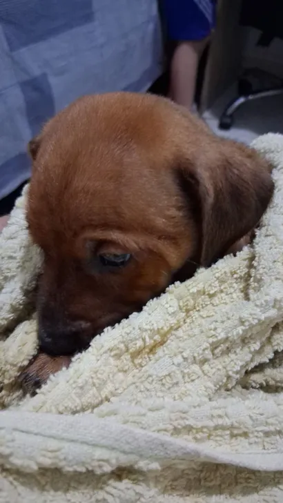 Cachorro raça SRD-ViraLata idade Abaixo de 2 meses nome não tem nome ainda
