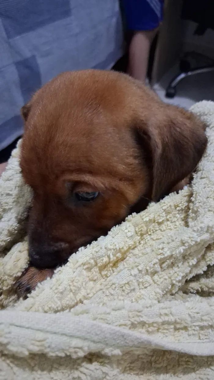 Cachorro raça SRD-ViraLata idade Abaixo de 2 meses nome não tem nome ainda