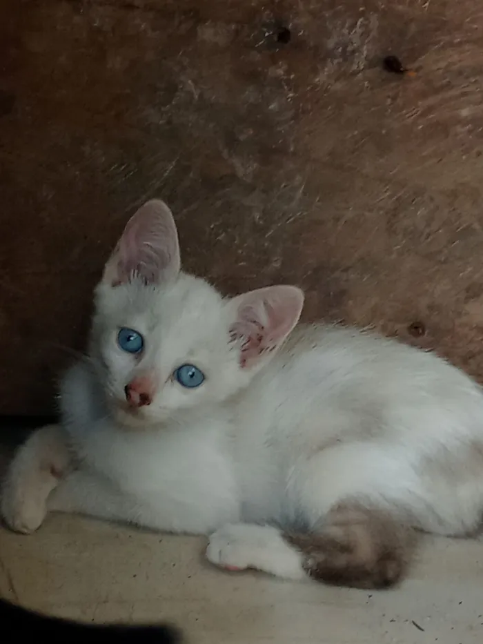 Gato raça SRD-ViraLata idade 2 a 6 meses nome Sem nome 