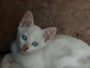 Gato raça SRD-ViraLata idade 2 a 6 meses nome Sem nome 