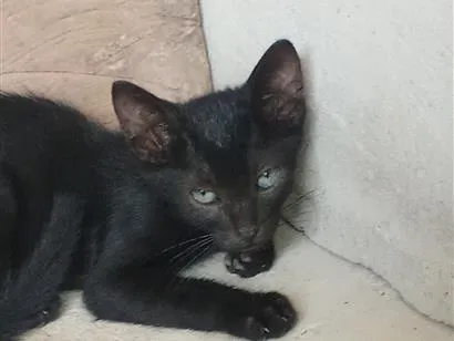 Gato raça SRD-ViraLata idade 2 a 6 meses nome Sem nome