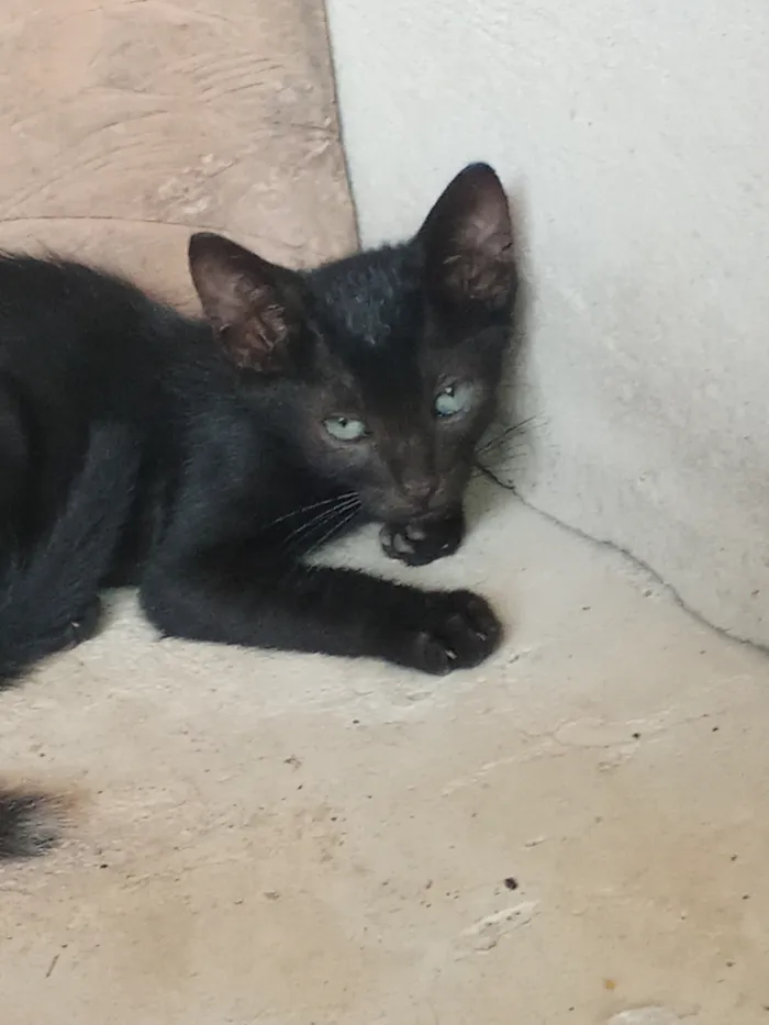 Gato raça SRD-ViraLata idade 2 a 6 meses nome Sem nome