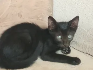 Gato raça SRD-ViraLata idade 2 a 6 meses nome Sem nome