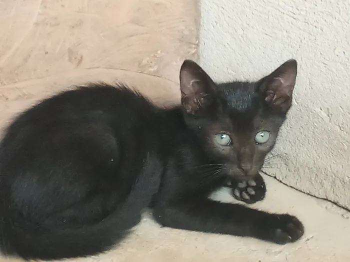 Gato raça SRD-ViraLata idade 2 a 6 meses nome Sem nome