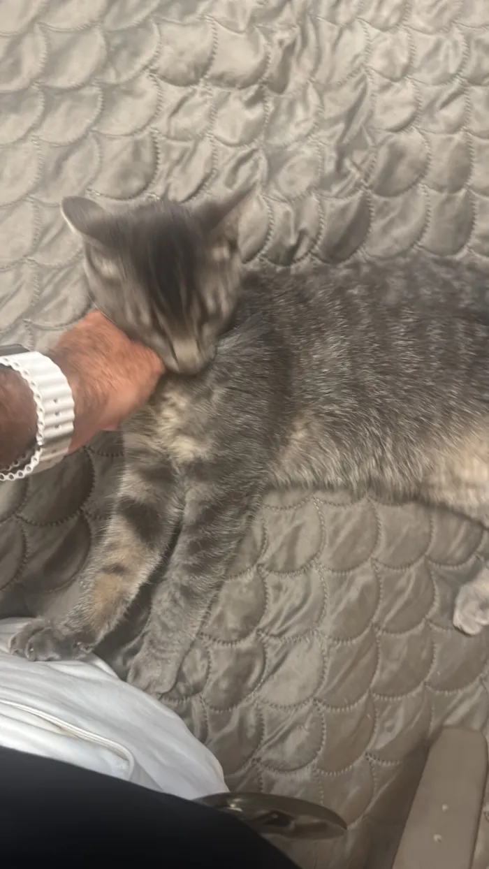 Gato raça Exótico idade 1 ano nome Atchim 